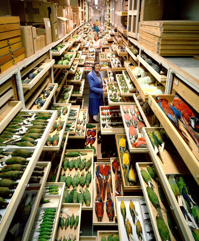 The Art of Storage: Take a Peek Inside the Smithsonian Archives