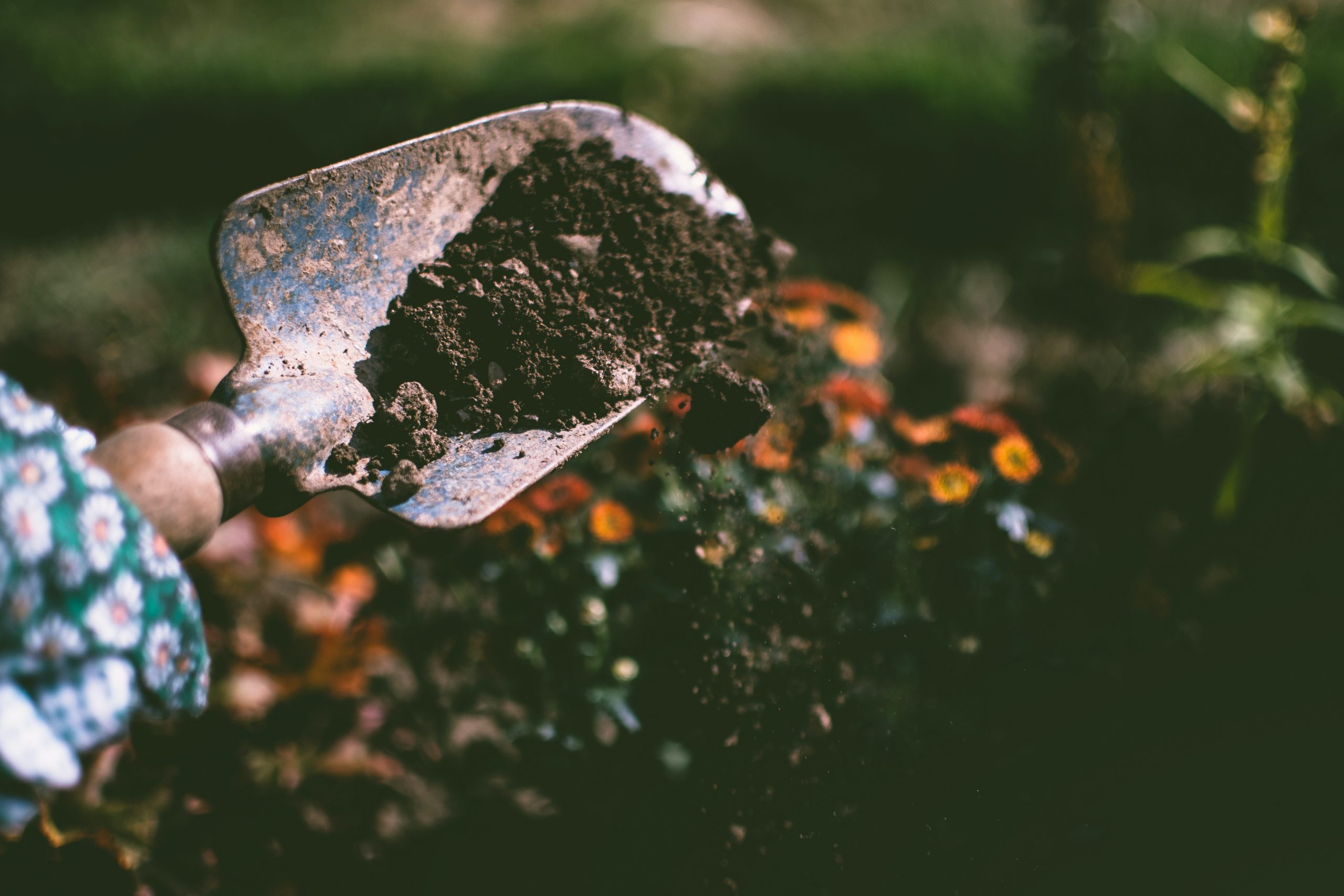 How to use coffee grounds in the garden @coffeedirectuk