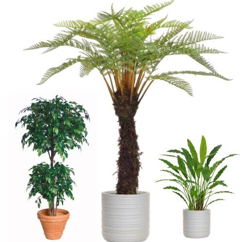 Artificial Plants & Trees for Businesses